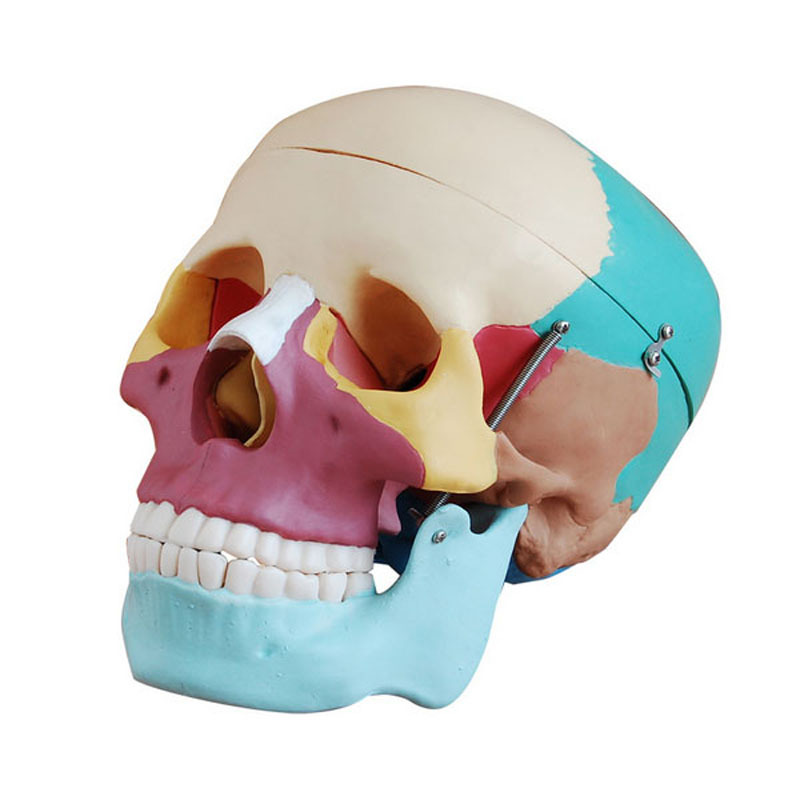 Medical Science Multi Purpose Disassembled Advanced Life-size Skull with Colored Bones Model