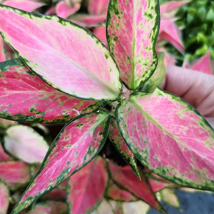 Искусственные саженцы aglaonema, семена растений Xiaolongren