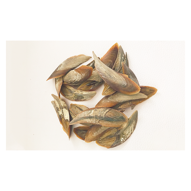 Best Quality Murex and Shell Operculum