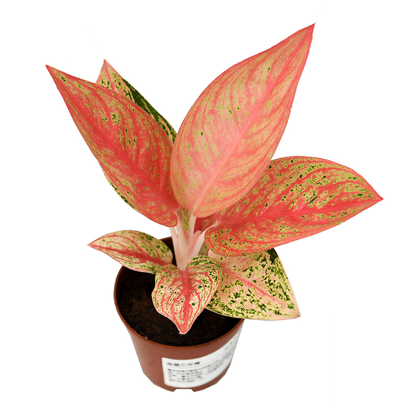 Низкая цена, оптовая продажа, красивая золотая звезда, орнамент Aglaonema, листва, живые растения, бонсай