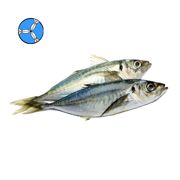 Морепродукты SANFENG, замороженная лошадиная скумбрия, замороженная рыба для тайского круглого экспорт