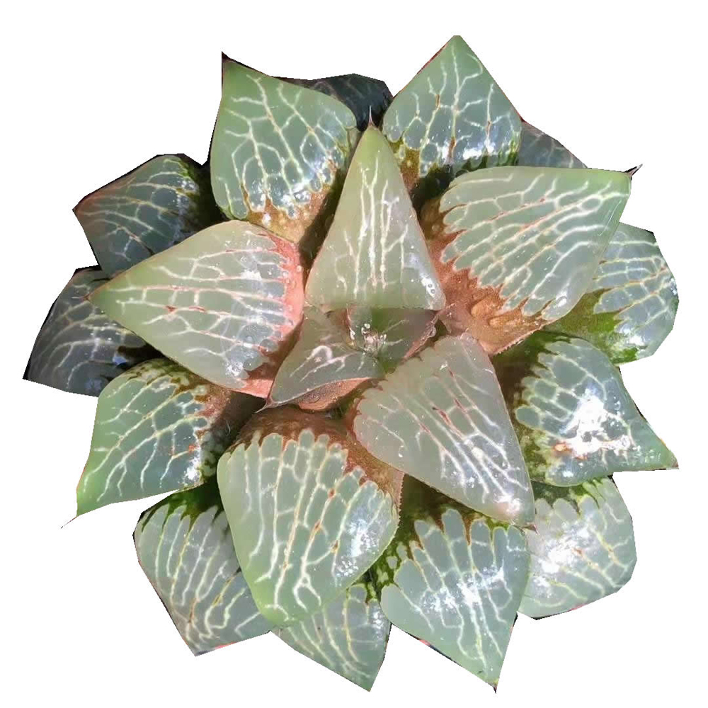Haworthia Comptoniana «ooruri», редкие суккуленты, живое растение, горшок 4'