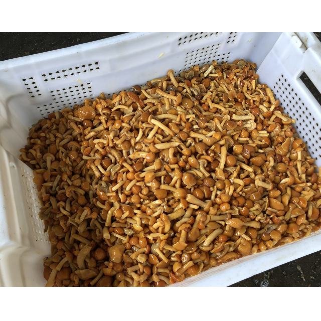 Brined nameko в барабане/nameko в рассоле/FAQ nameko в рассоле