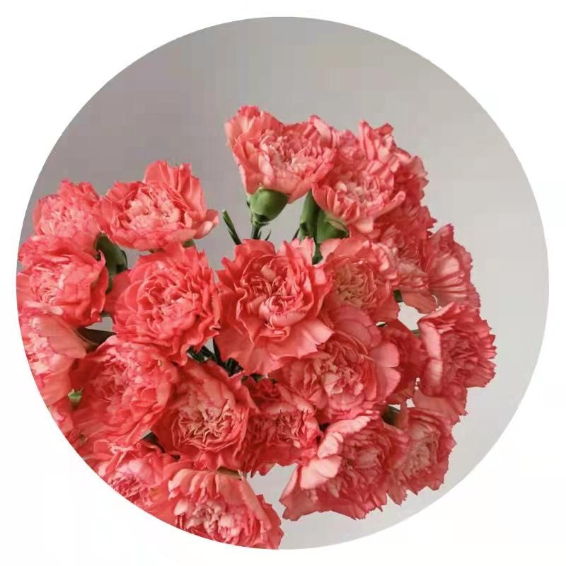 Yuhuiting flower Flame Carnation