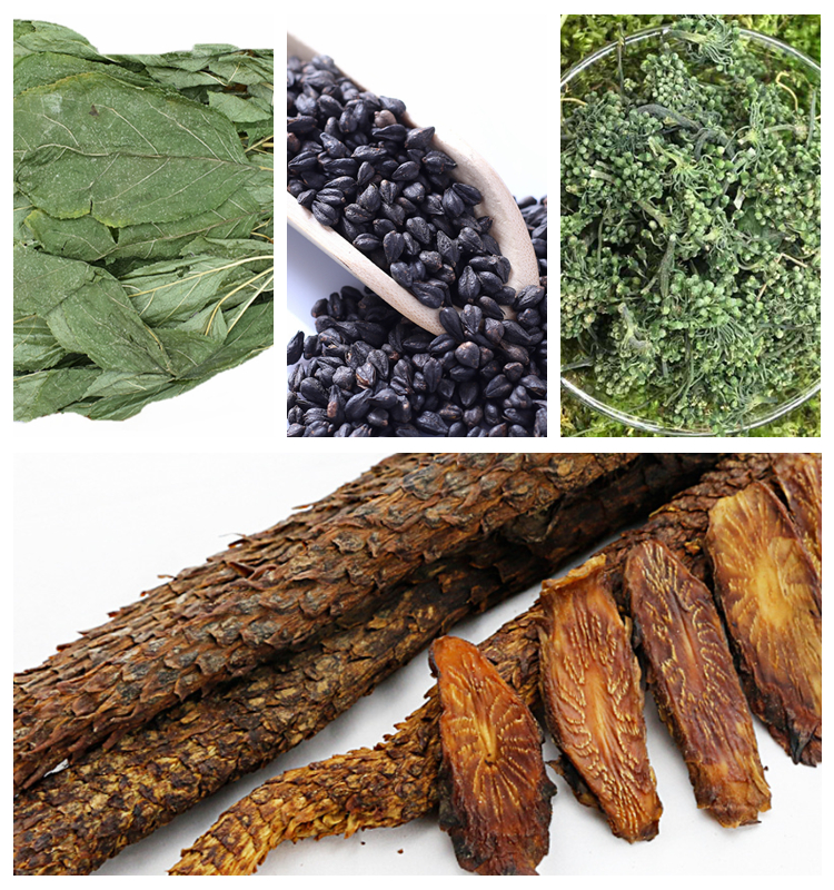 Natural wild raw hoodwort helmet flower blue pimpernel stems and leaves cuts for herbal tea