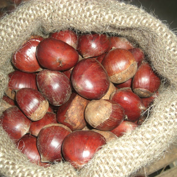 Новый урожай свежие сладкие каштаны из Шаньдун-(вкусный, сладкий)
