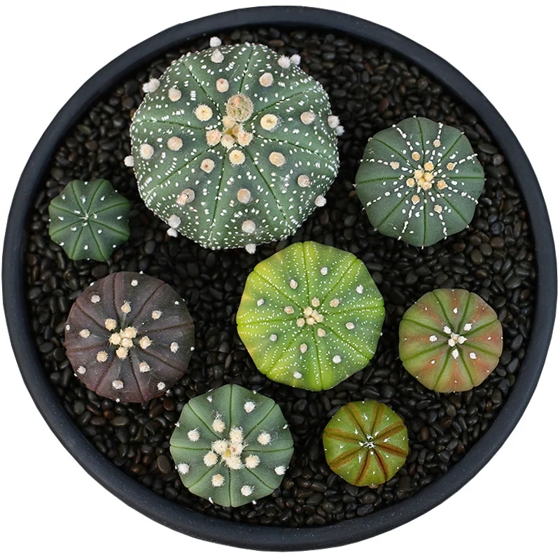 Многолетний кактус Astrophytum asterias