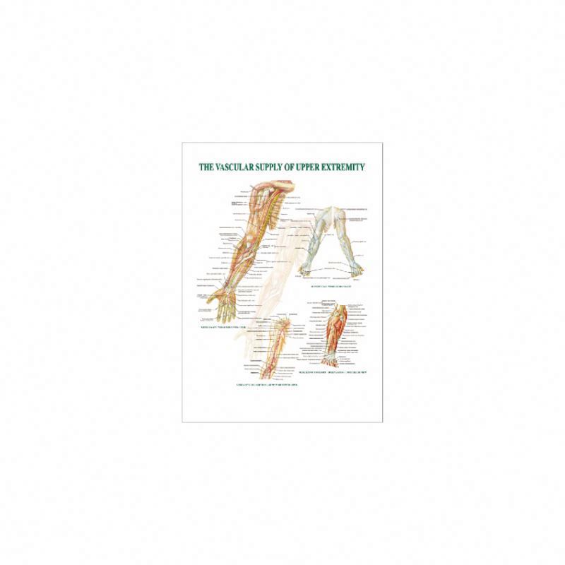 50160.13 Vascular Supply of Upper Extremity 3D
