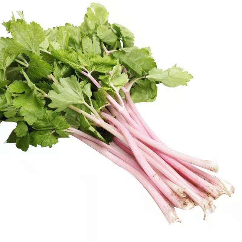 2021 Wholesale Vegetable Hybrid Red Celery Seeds