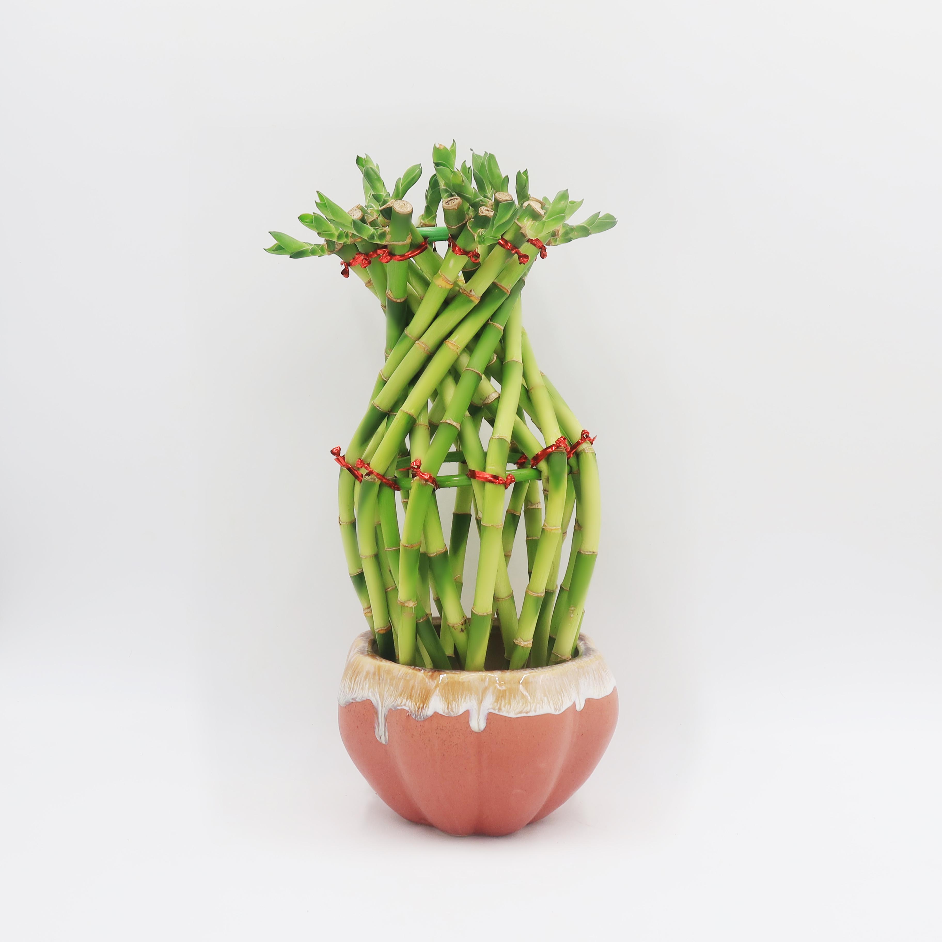 Натуральный Детский сад Lucky Bamboo 30-33 см