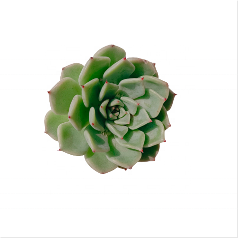 Коллекция 120 года, Echeveria sarнахим x Zaragosa, растение-суккуленты, оптовая продажа