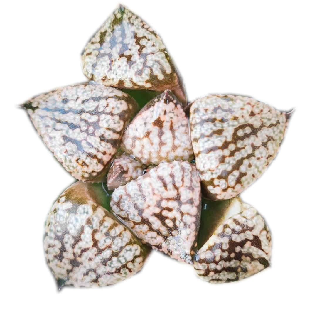 Горшок haworthia Picta hyb Shinkai x Benikujaku' 3'