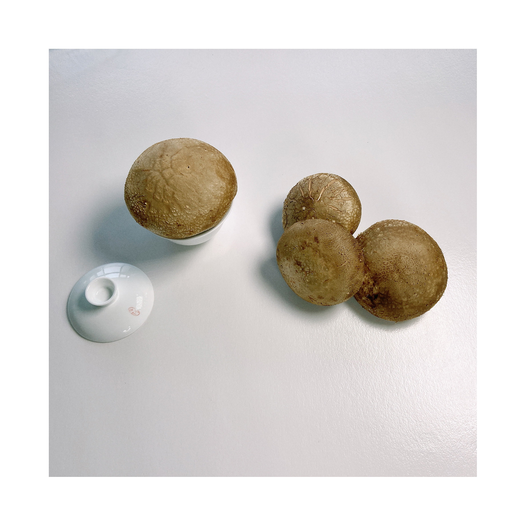 Wholesale Premium Larger Delicious Fresh Shiitake Mushroom