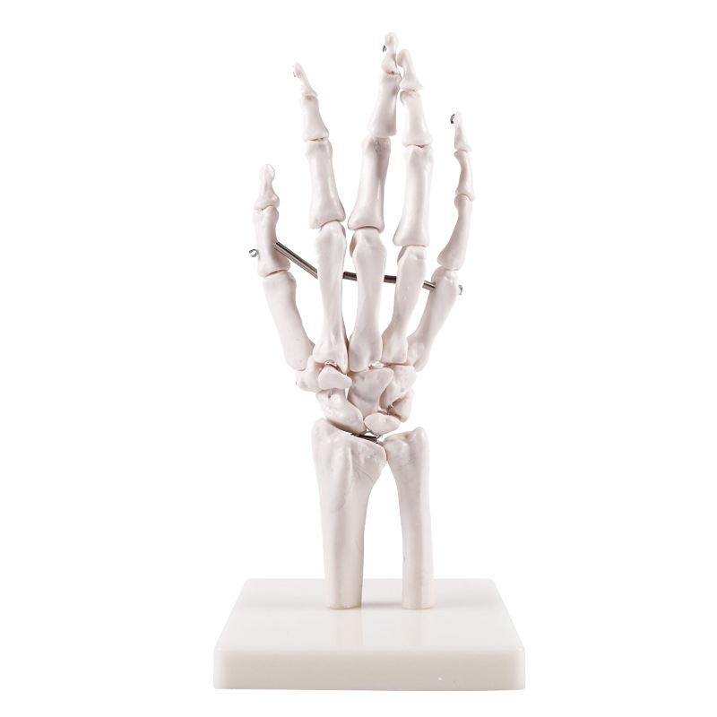 Medical Teaching Hand Bone Model Advanced Nature Size Human Hand Joint Skeleton Model With Ligament