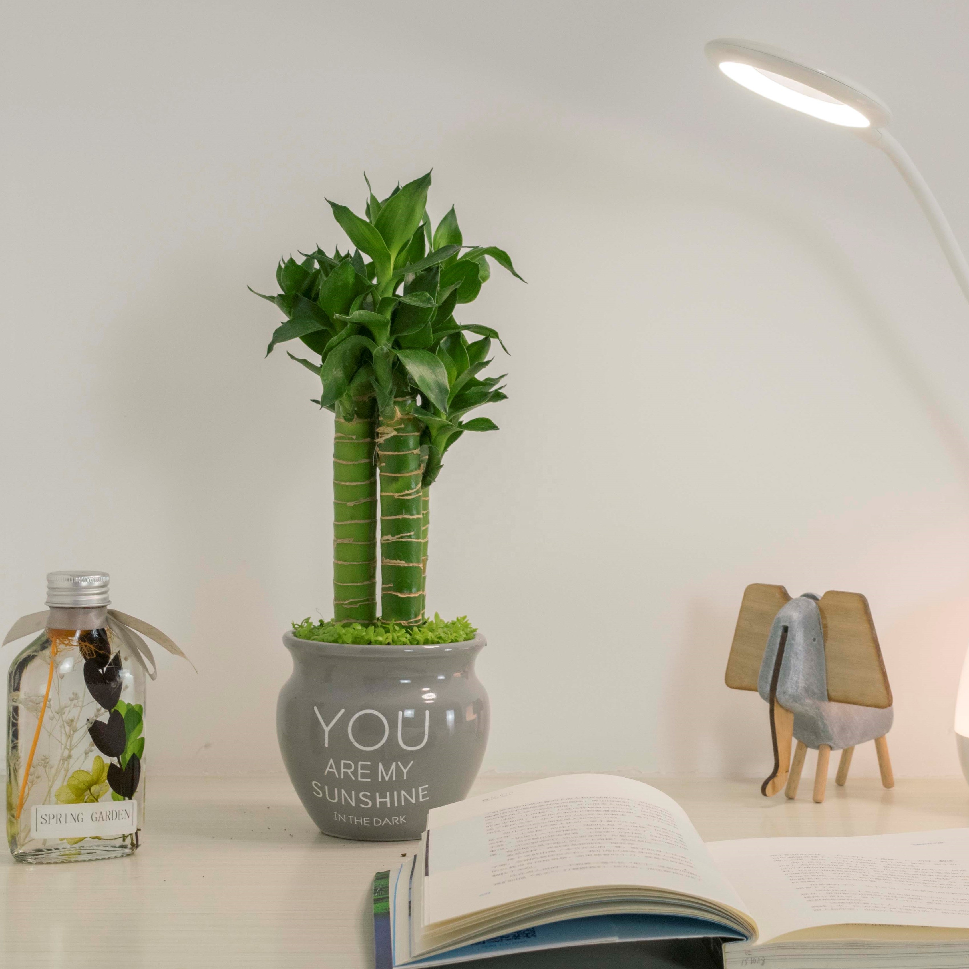 Дешевые, оптом, декоративные растения, бонсай, Sanderiana, Dracaena, счастливый бамбук