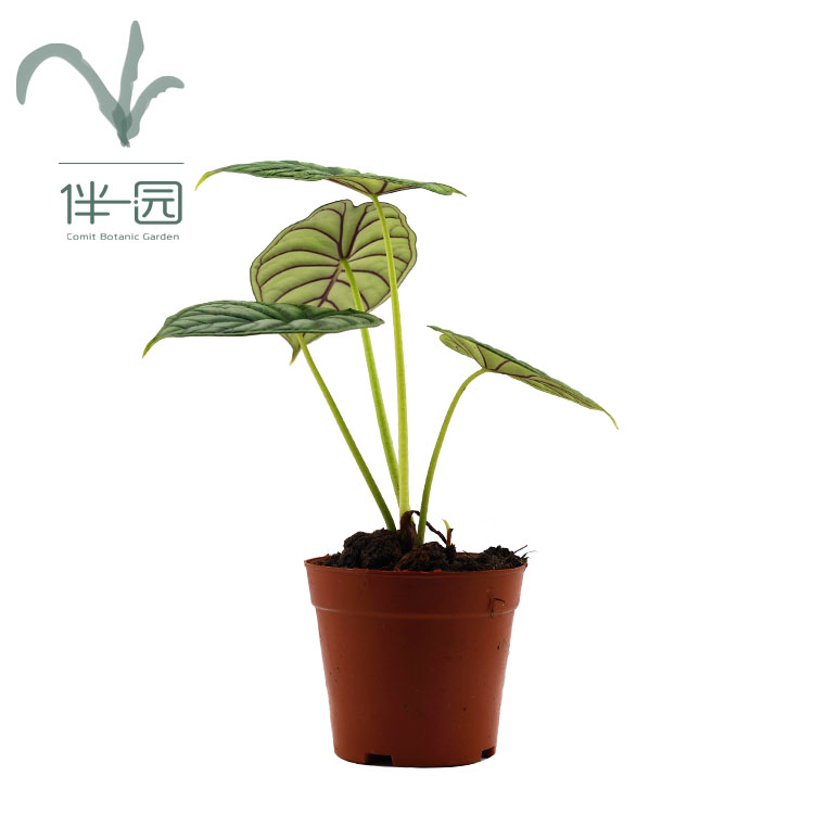 Высококачественные декоративные растения Aragon scale alocasia Indoor Лучшая цена на Натуральное украшение растений