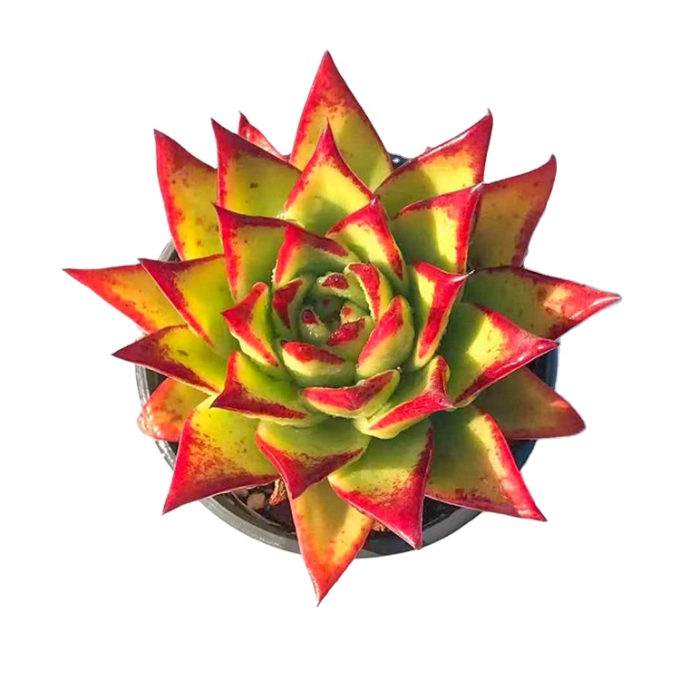 Дешевые Оптовые суккуленты echeveria, живые растения, горшок, суккуленты для посадки, у него великолепные цвета, Лидер продаж