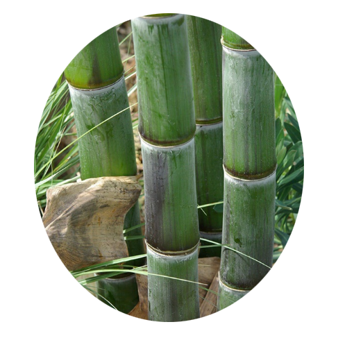 2021High-quality Guizhou Fargesia bamboo seeds/High disease resistance bamboo SEEDS Bulk