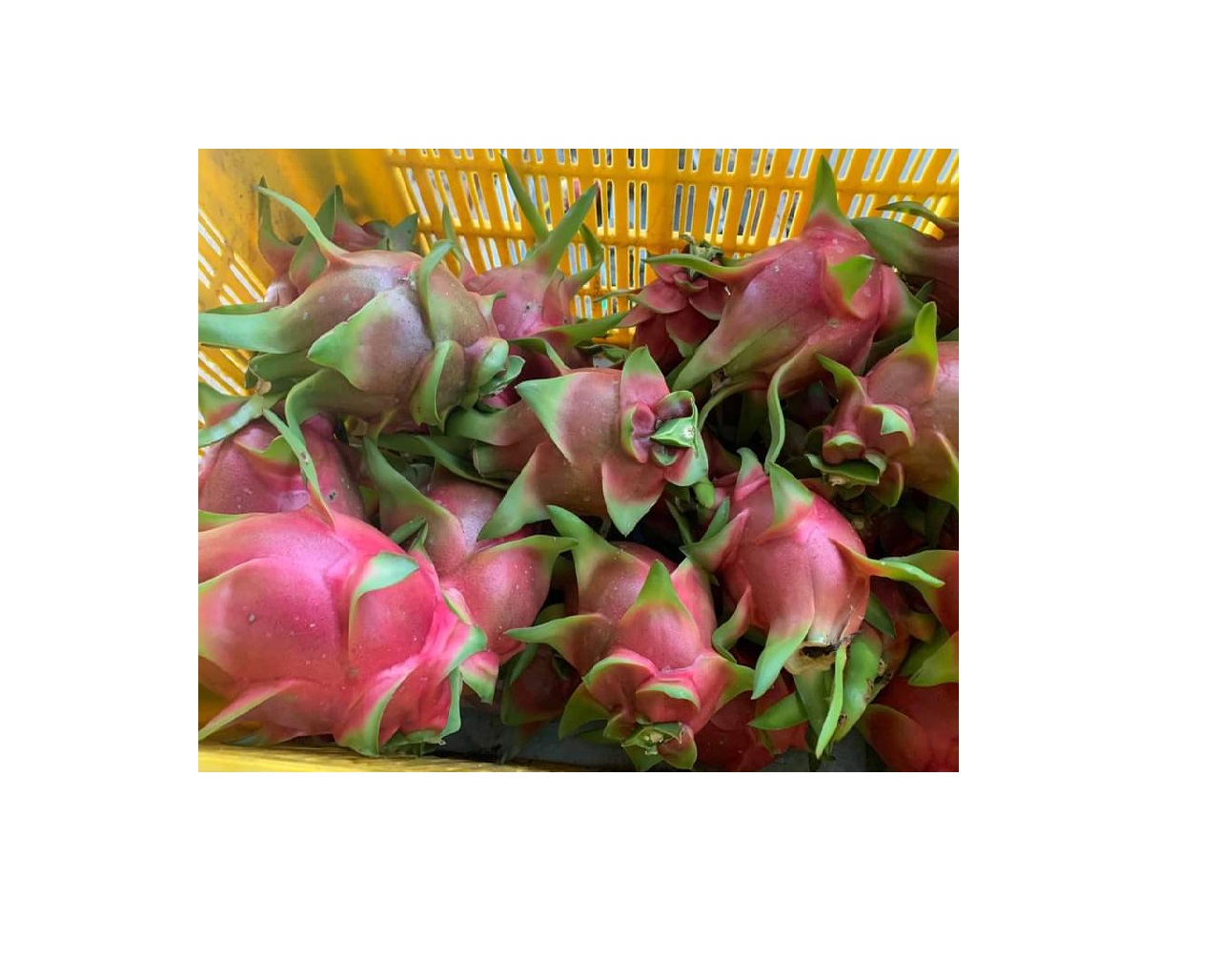 Fresh Organic Dragon Fruit High Quality Pitaya From Srilanka For Sale