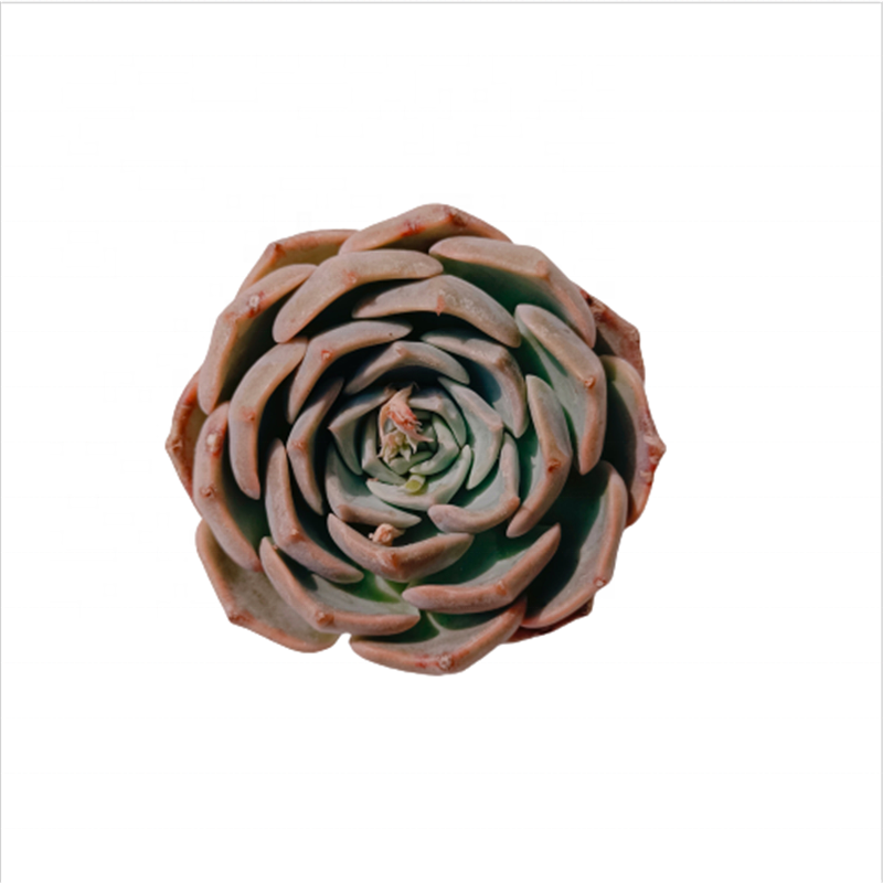 Роскошный живой суккулент Echeveria Harbingeri x, Цветочный Садовый цветок 132