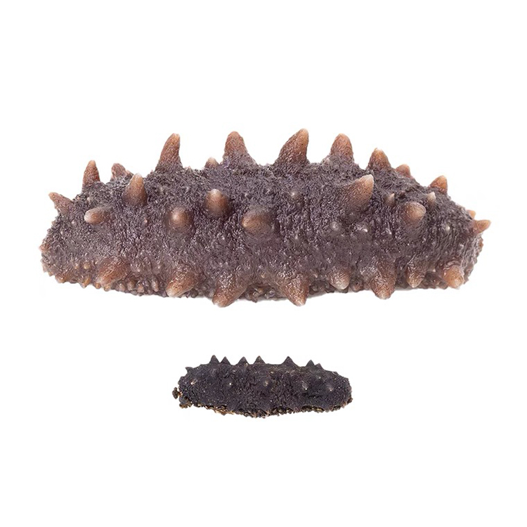 Wholesale Fujian Senegal Sea Cucumber Animal Sea Cucumber Buyer