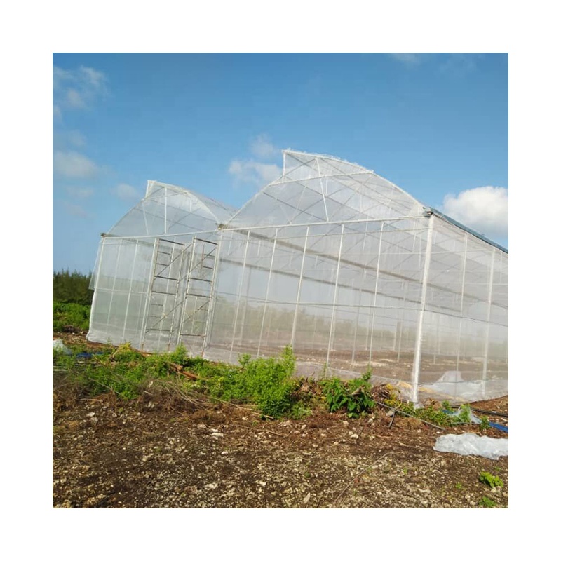 Customized Large Multi-span Commerical ploy film Greenhouses For Agriculture
