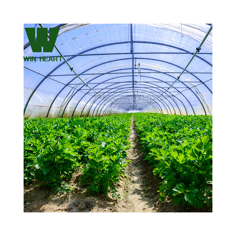 Celery growing greenhouses for agriculture