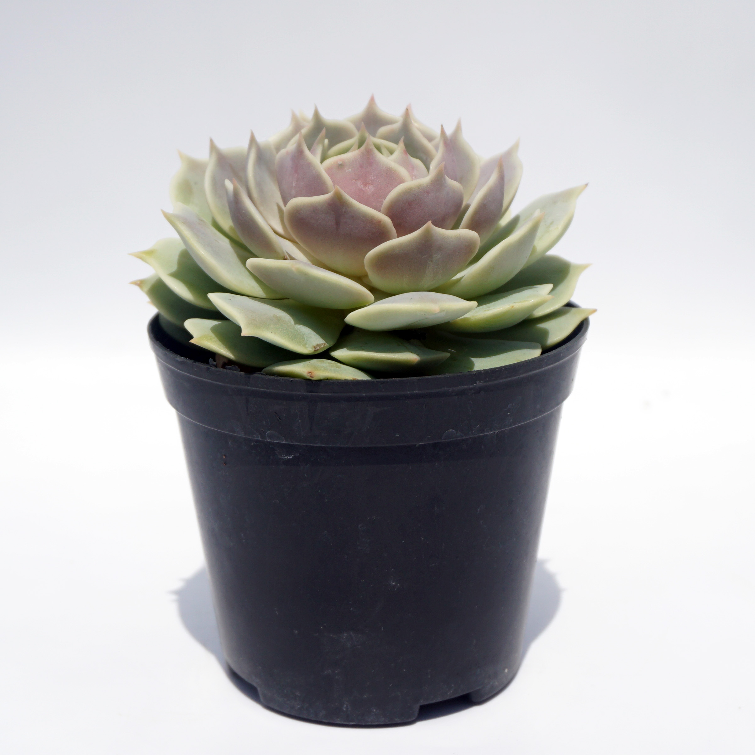 factory direct supply of suculentas natural wholesale rare ornamental succulent plant