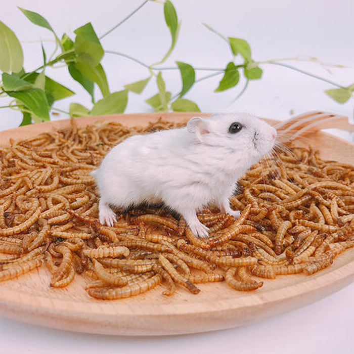 Сушеные черви для куриц и диких птиц