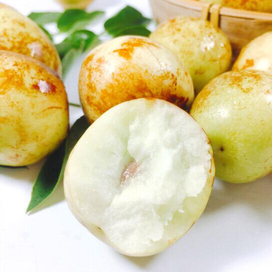 Поставщик свежей зимы jujube