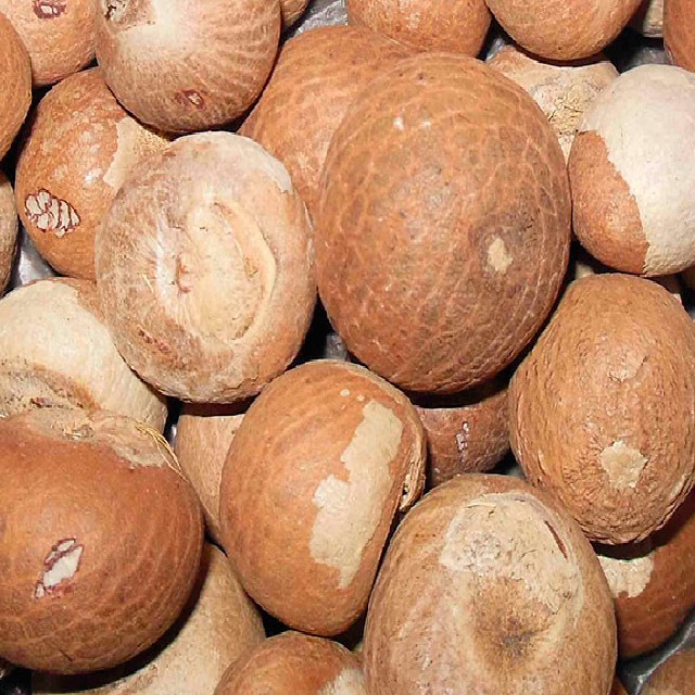 Betel Nuts Dried Betel Nut High Quality Big size/DRIED BETEL NUT AT VERY HIGH QUALITY ARECA NUTS Quality whole and Split