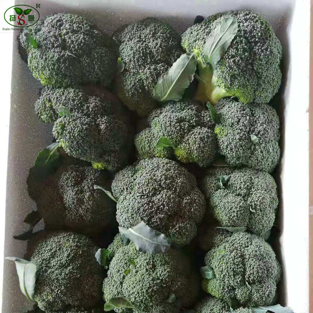 Свежая брокколи