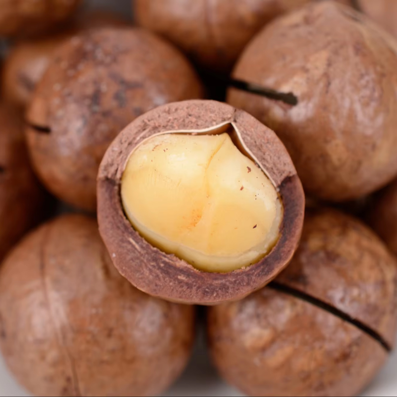 2024 Best price Top Quality Shelled roasted Organic Macadamia Nuts For Sale22-24mm South Africa