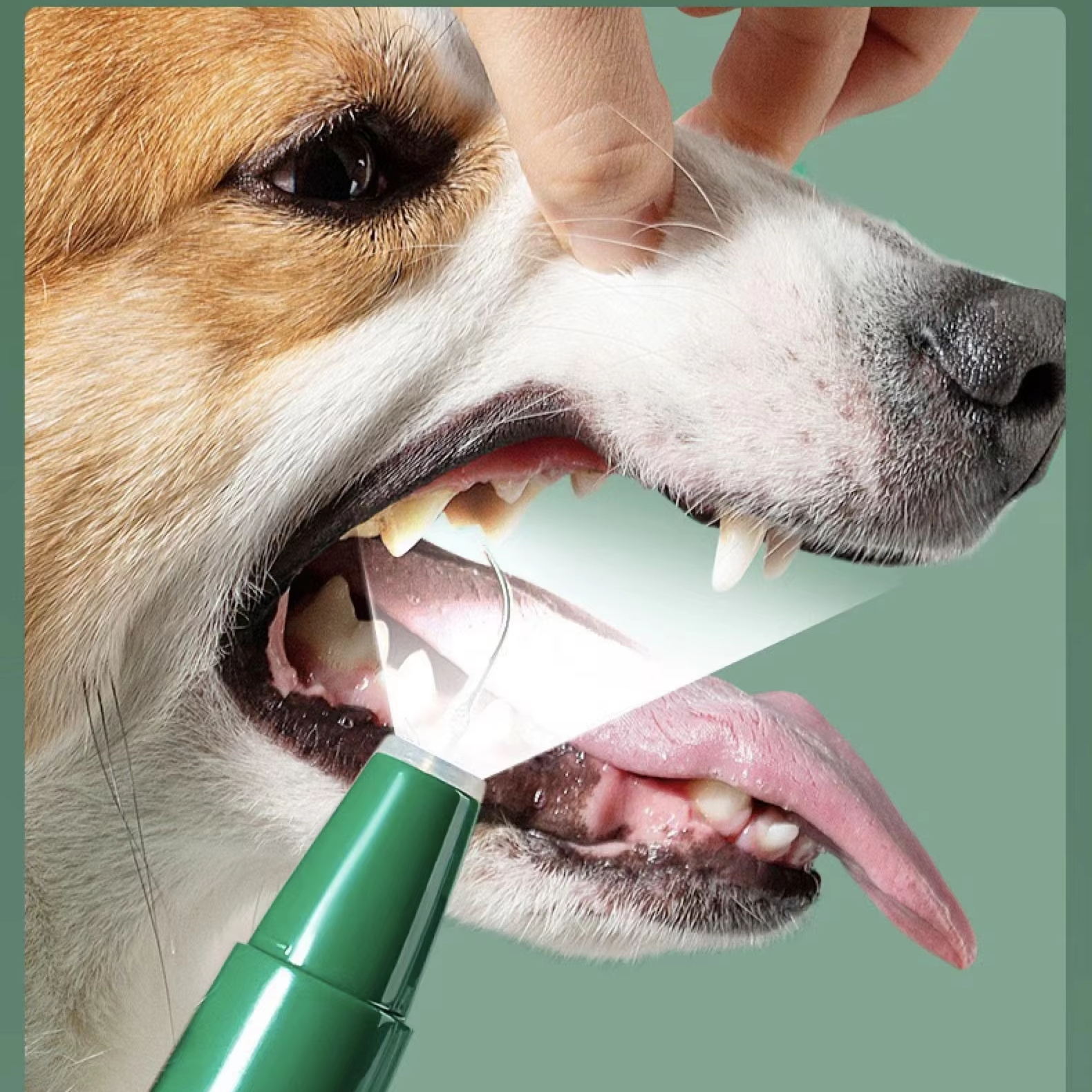 Support OEM/ODM Pet oral care dental cleaning equipmentel ectric toothbrush portable dental cleaning equipment
