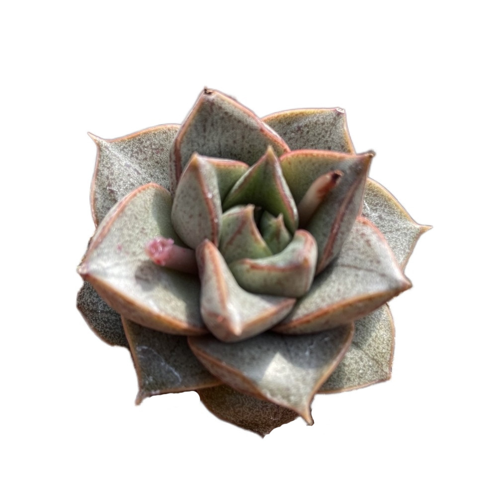Высокое качество, About7cm, серая живая растительность, горячая Распродажа, цветные суккуленты, свежие растения для декоративных бонсай