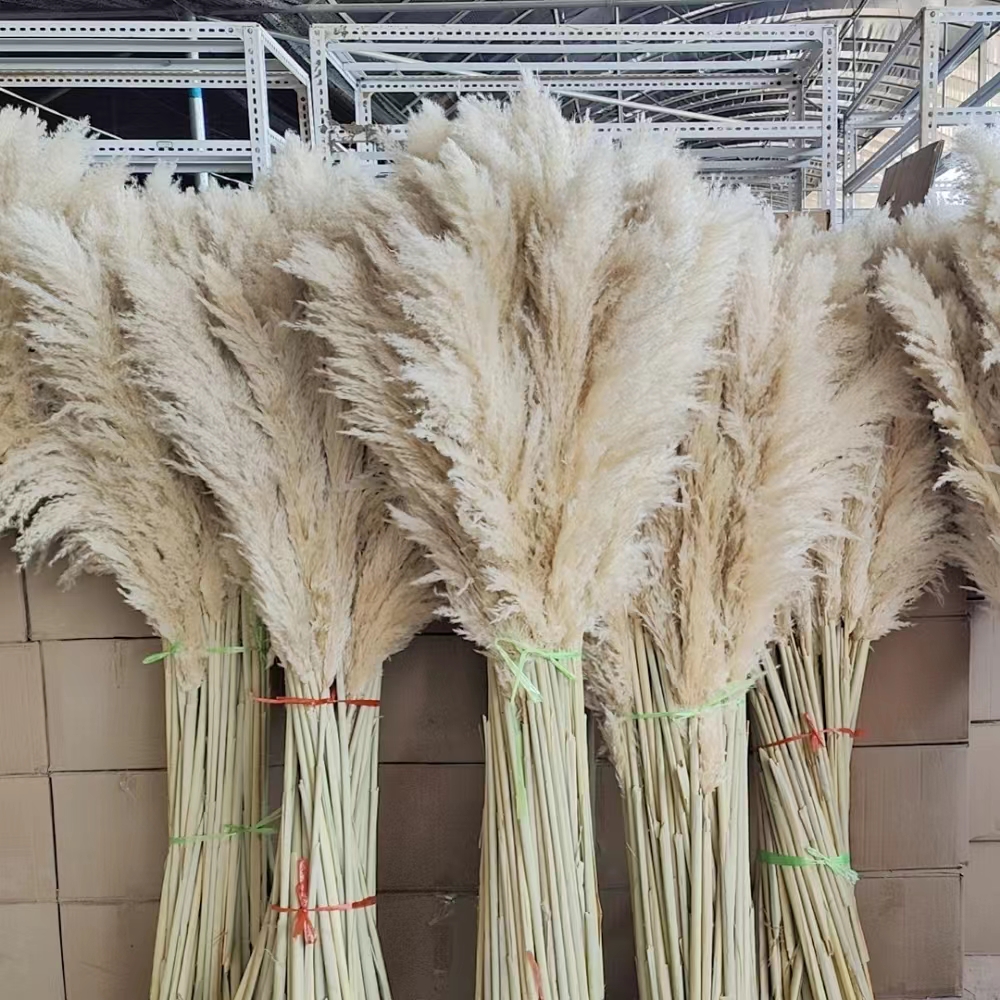 Factory direct selling Natural Dried Flowers Large Plume Beige Pampas grass for home wedding flowers decorations Pampas grass
