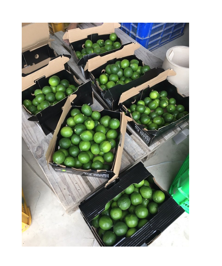 Wholesale Fresh Lime/ Seedless Lime High Quality Cheap Price Lime Export From Viet Nam AGENAS