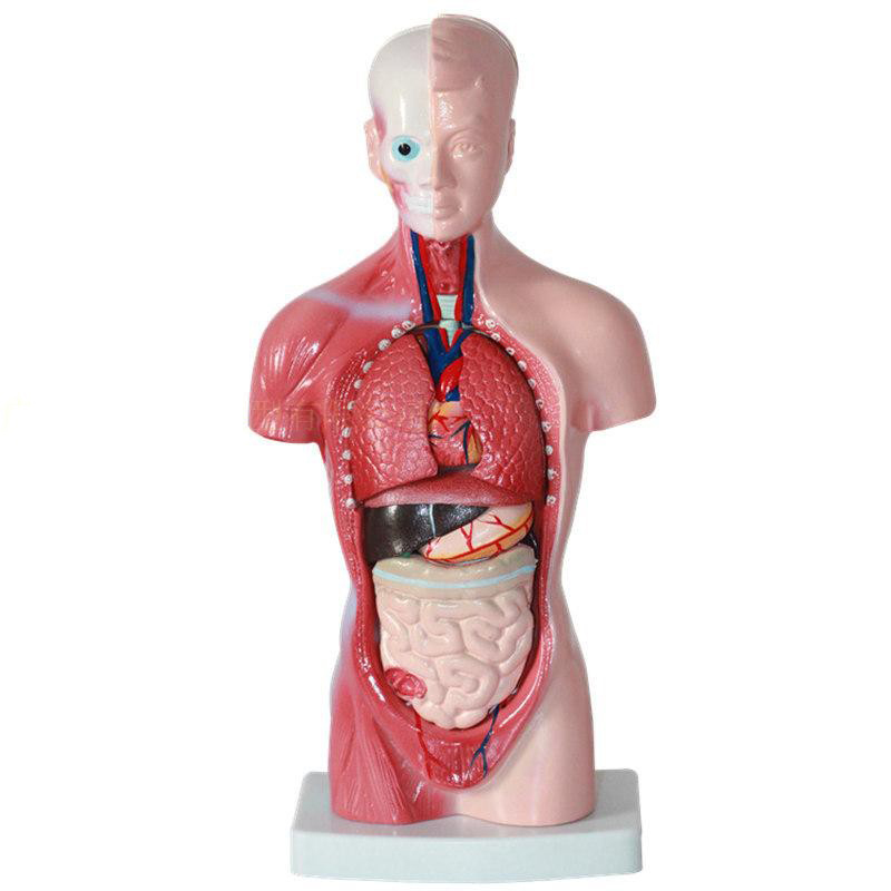 Good quality 26 cm 15 parts torso anatomical model of the human viscera