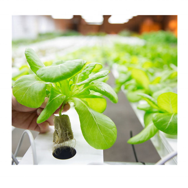 Низкая цена Высокое качество Hydrophonic теплицы
