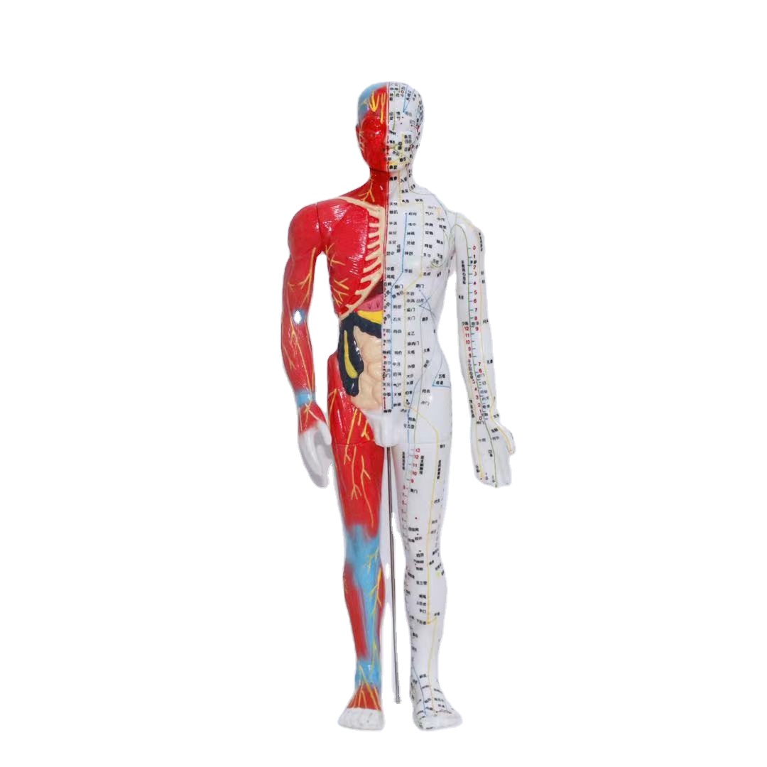 2021 new listing medical science mini human body whole body acupoint acupuncture model