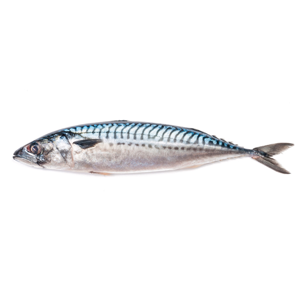 Frozen Fresh Good quality Pacific Mackerel Fish