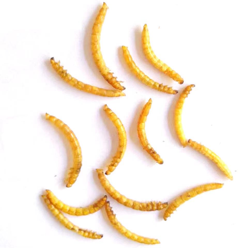 Продажа с завода, различные широко используемые сушеные черви Mealworm, корм для птиц Birda