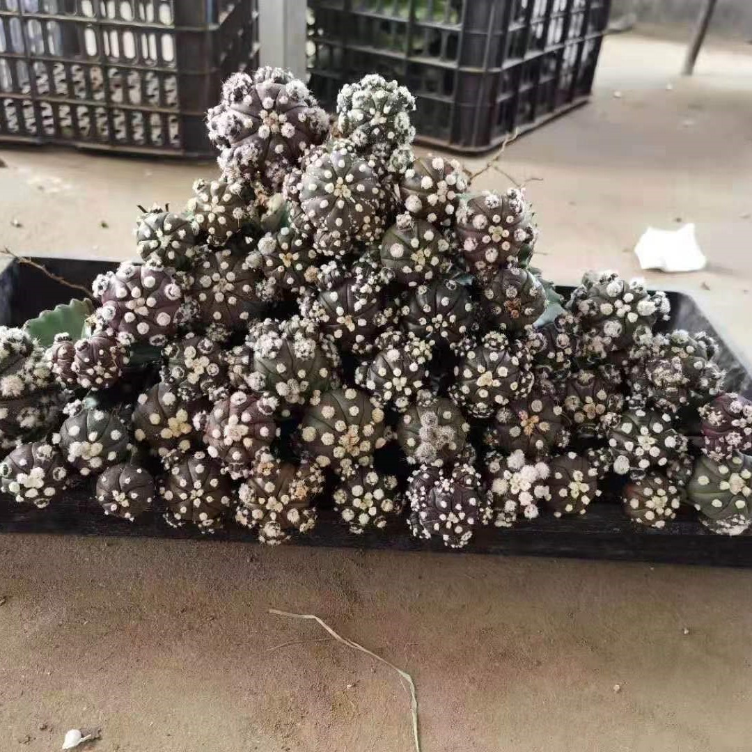 Продажа кактуса по низкой цене