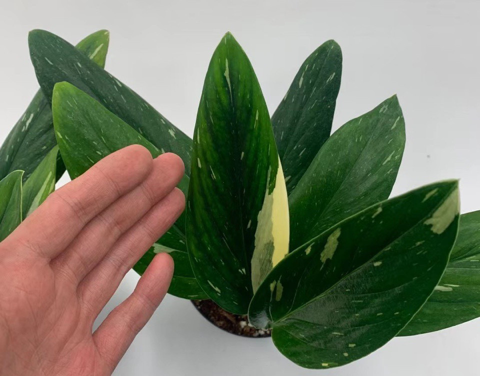 Оптовая продажа, растение для гостиной Monstera deliciosa
