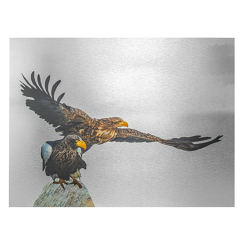 Eagle Spreading Wings Photo Printing on Aluminum UV Printing Metal Wall Art Decor