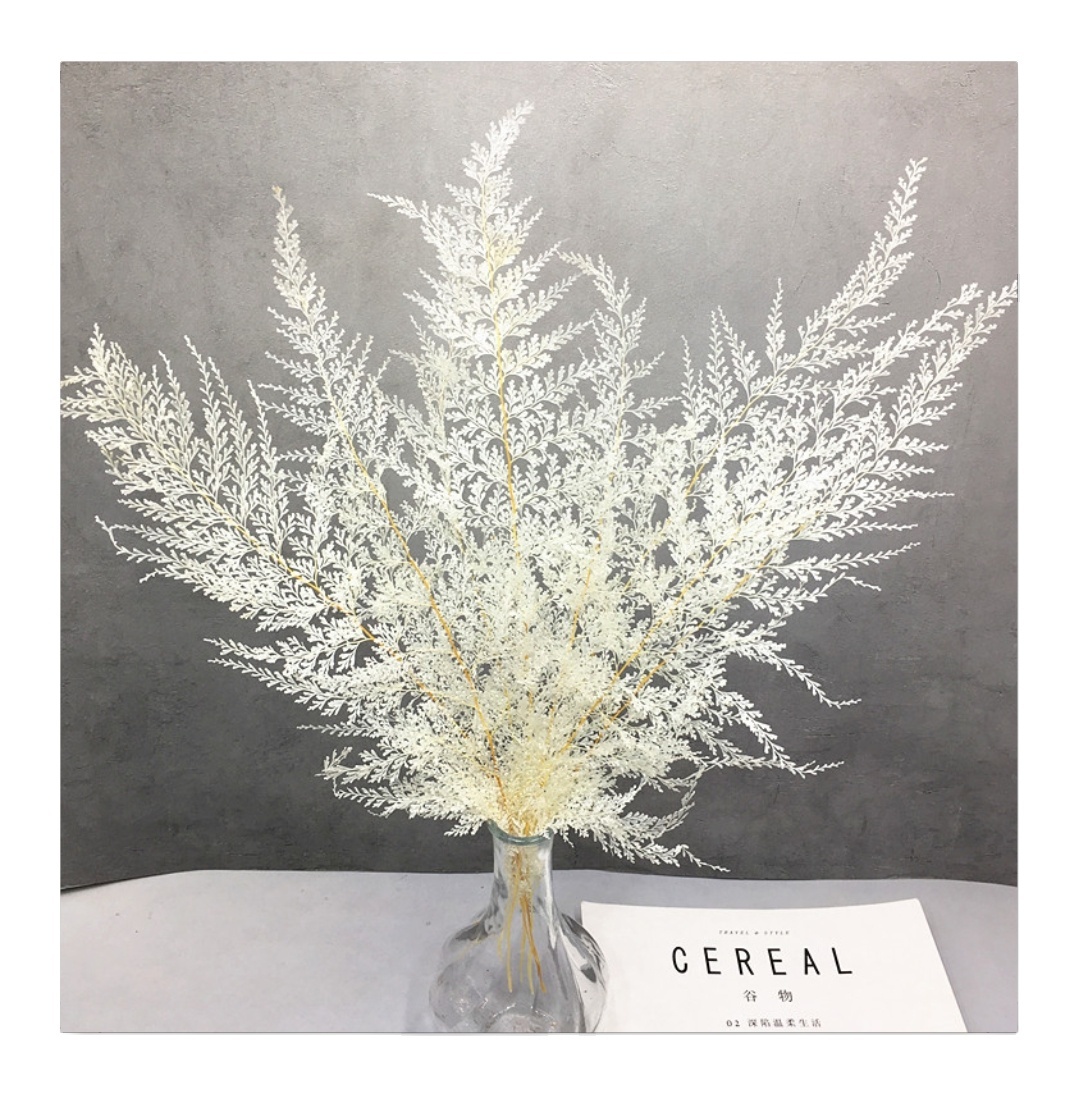 2024 Yunnan Wholesale Home Decor Plant Ferns Snow Fern for Wedding Centerpieces