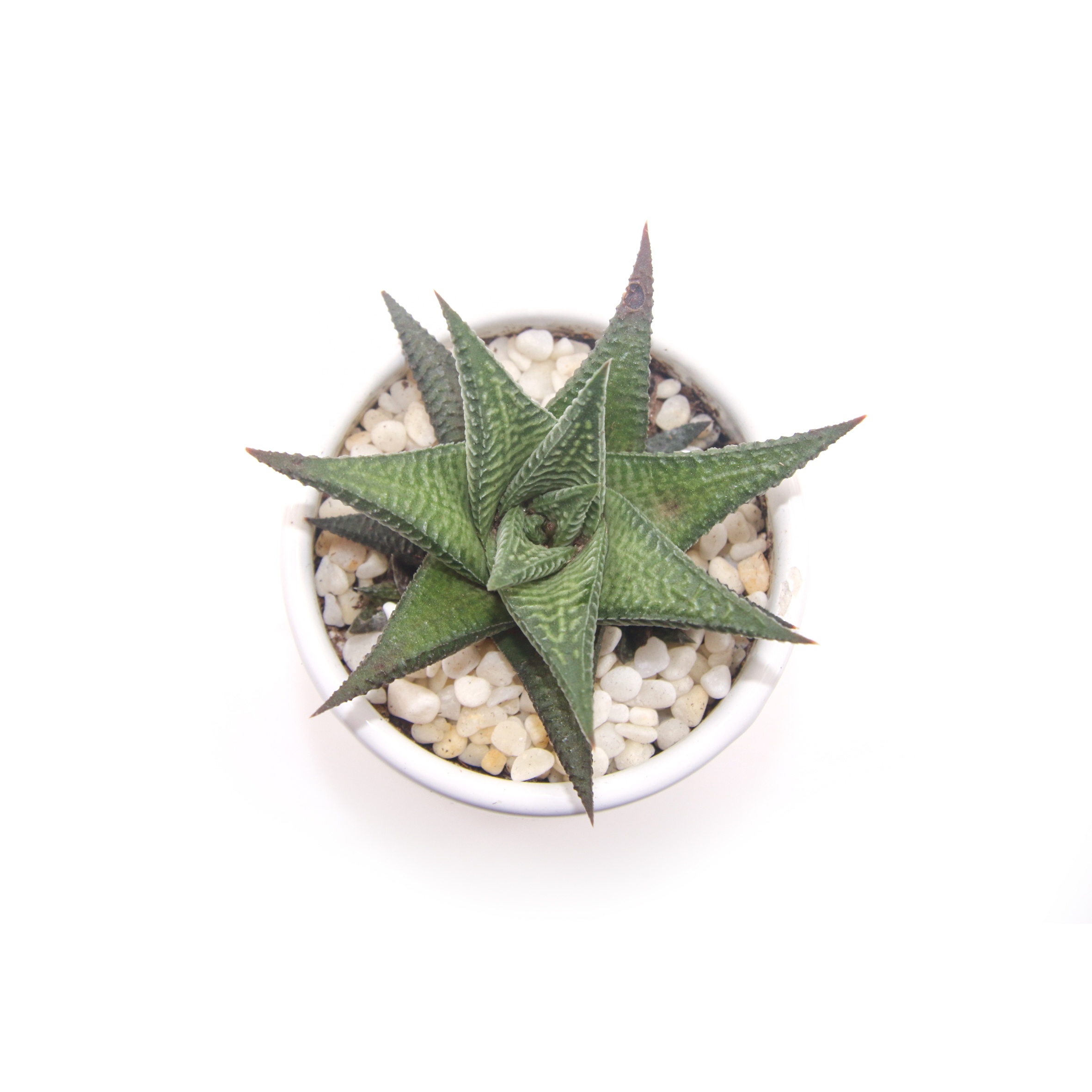 Комнатные и уличные живые суккуленты Haworthia limifolia для украшения помещений
