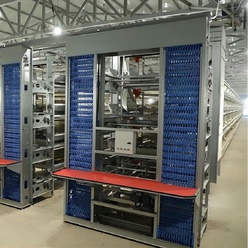 H Type Fully Automatic Poultry Farms Egg Layer Chicken Cage For 10000 Birds Modern Design