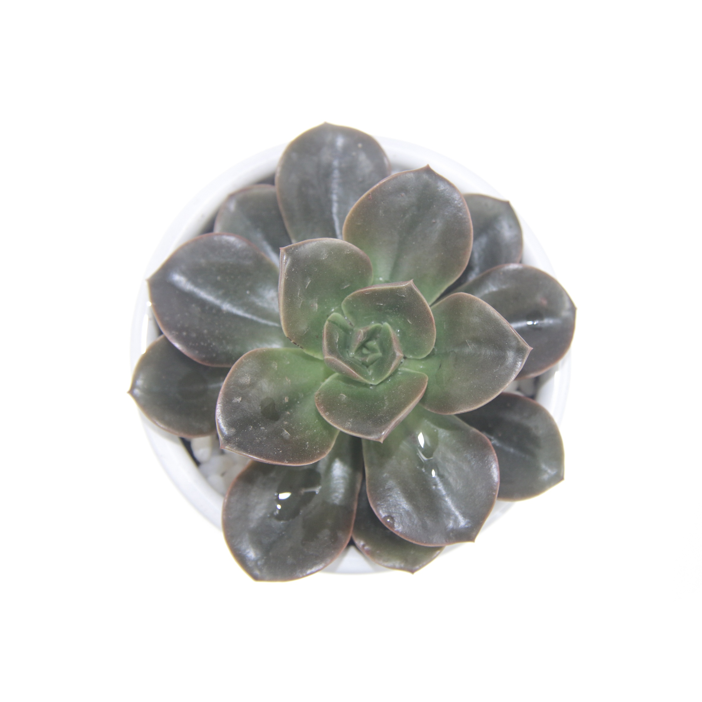 Красочные мини бонсай в горшках, живые суккуленты от Echeveria melacofor, украшение для дома