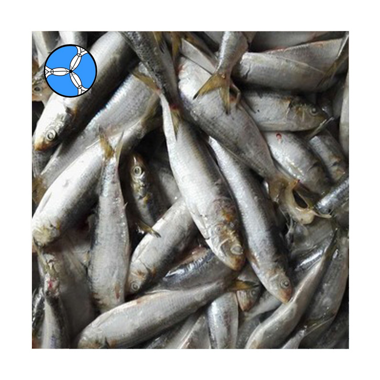Морепродукты SANFENG, лидер продаж, замороженные морепродукты, рыба, Сардина